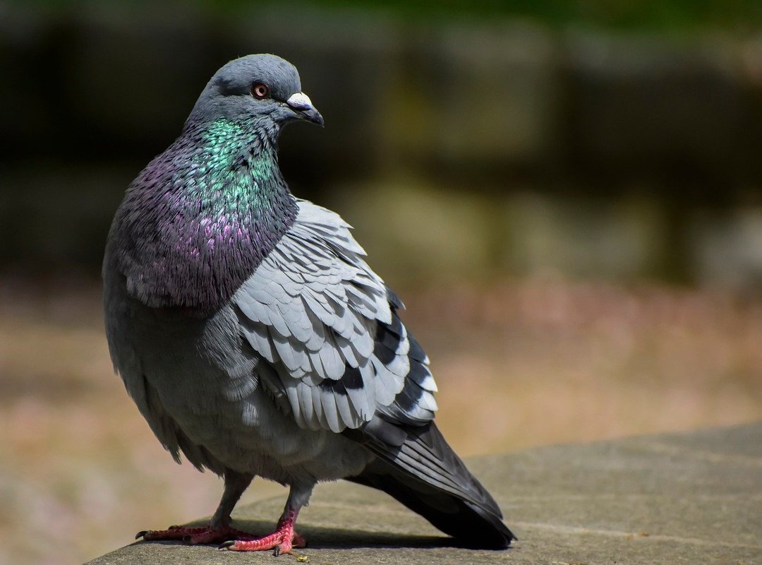 What Sets This Build Apart from the Competition