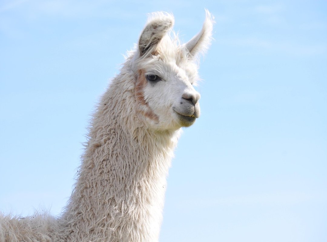 foto canserbero mandibula